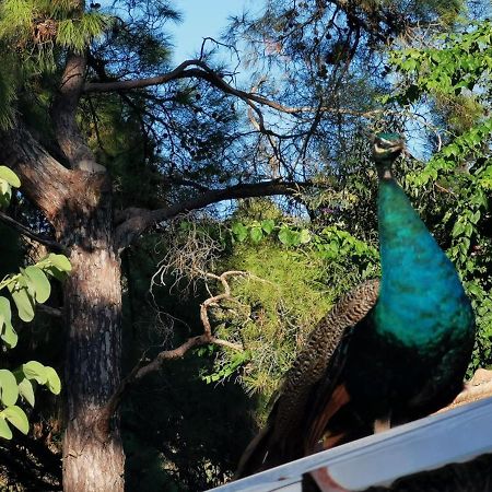 Appartamento Seker Bungalov Çıralı Esterno foto
